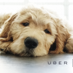Uber puppies