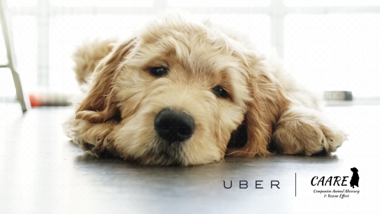 Uber puppies