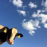 A cow looking at the camera under a blue sky