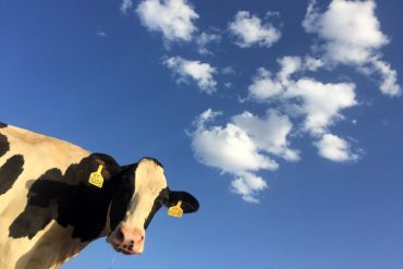 A cow looking at the camera under a blue sky