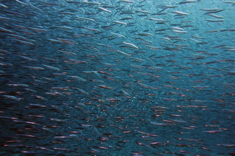 fish swarm