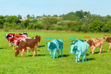 OneCup AI makes images of cows tracked by their system. it shows cows on a digital field that are coloured in various hues