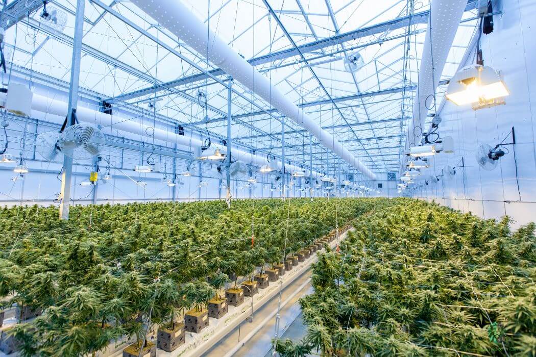 GrowerIQ acquiert Ample Organics, concurrent de la technologie du cannabis, auprès de la société américaine Akerna