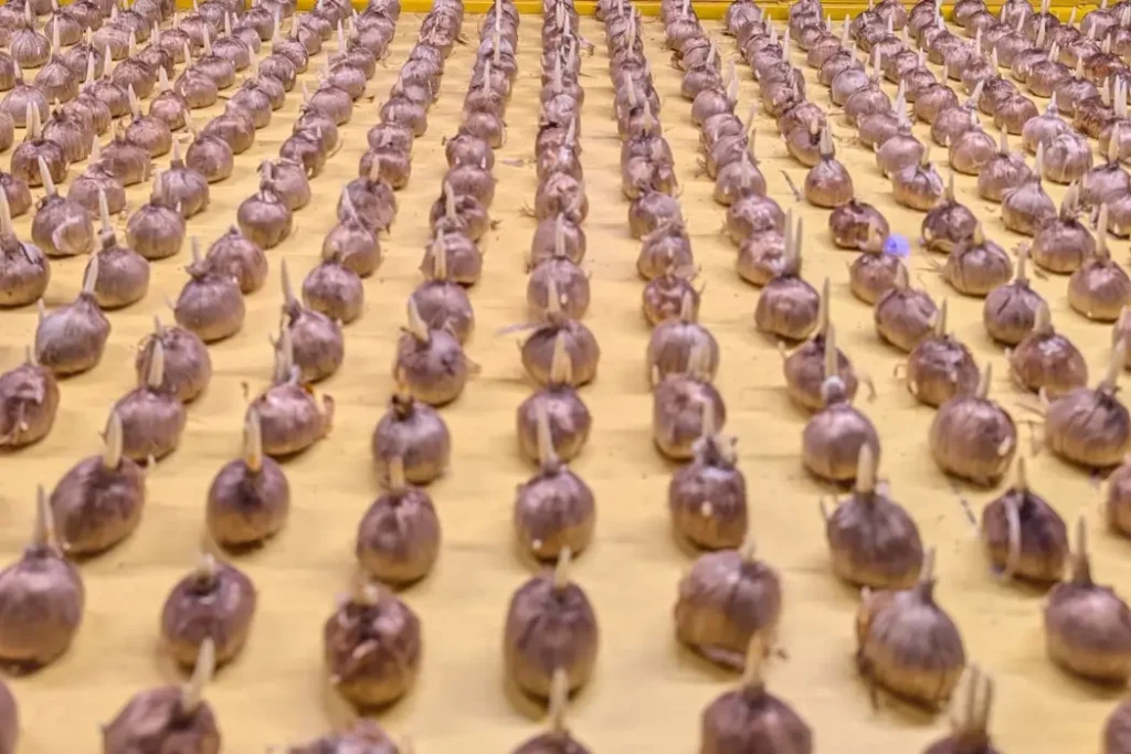 Saffron bulbs | BetaKit Saffron bulbs