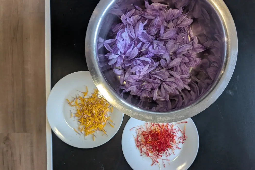 Saffron processing | BetaKit