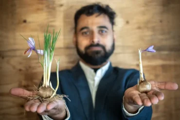 Vikash Sangwan holds his arms oustretched, displaying saffron plants in upturned palms.